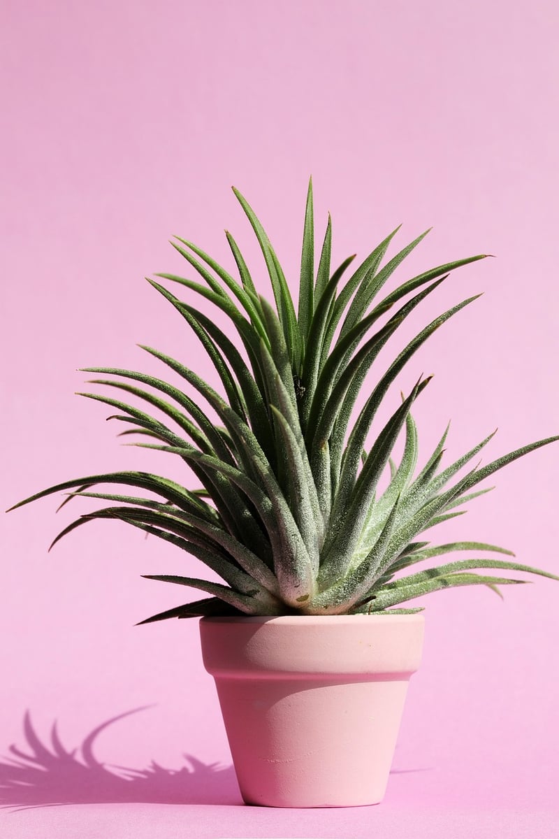Decorative Pots
