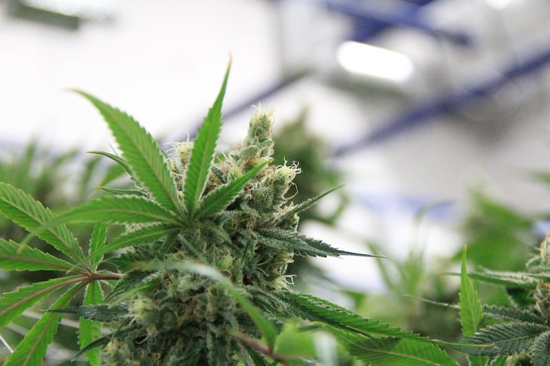 Indoor Cultivation