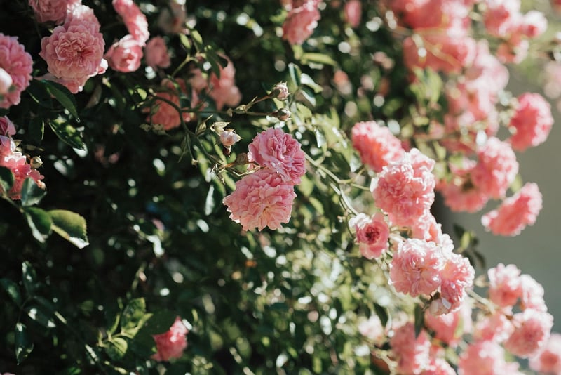 Garden Tour Image